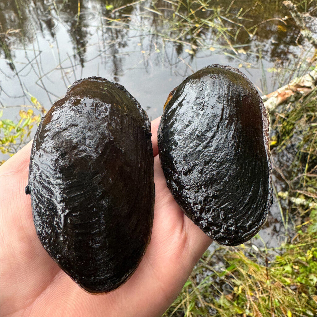 restaurering flodpärlmussla