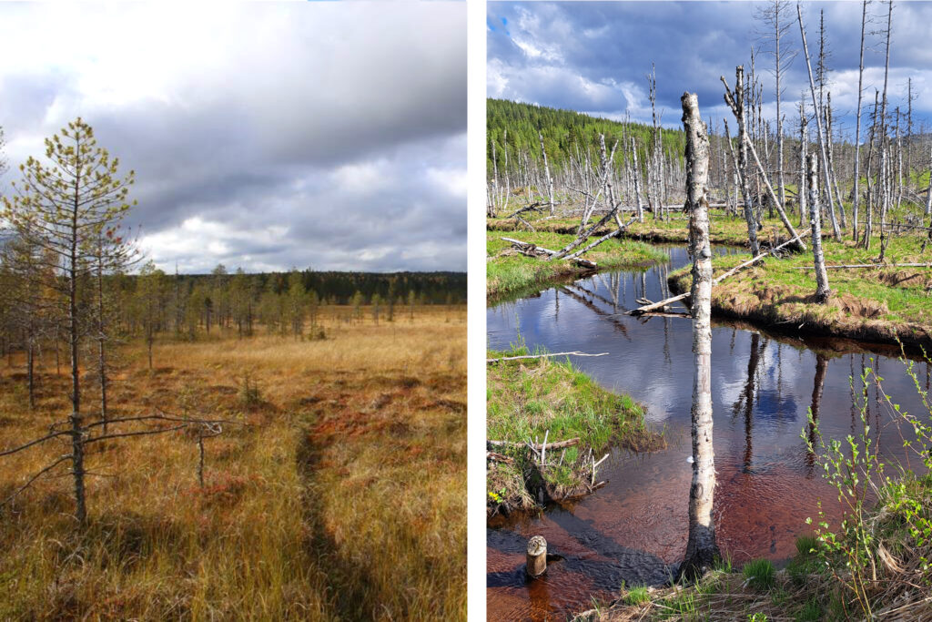 nature gift to finland